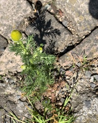 Matricaria discoidea