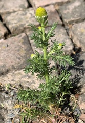 Matricaria discoidea