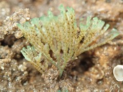 Virididentula dentata