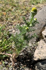 Matricaria discoidea