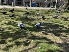 Columba livia domestica