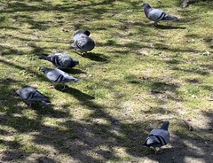 Columba livia domestica