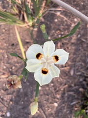 Dietes grandiflora