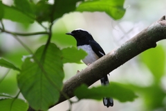 Copsychus luzoniensis