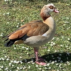 Alopochen aegyptiaca