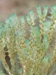 Virididentula dentata