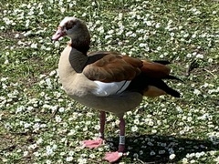 Alopochen aegyptiaca