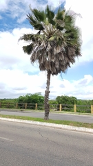 Copernicia prunifera