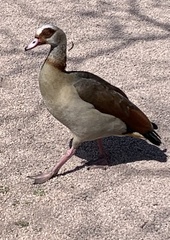 Alopochen aegyptiaca