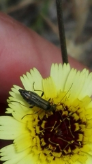 Oedemera barbara