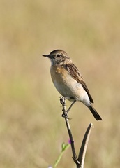 Saxicola maurus