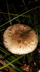 Amanita australis