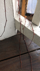Parthenocissus tricuspidata
