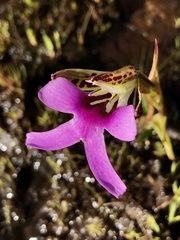 Cynorkis uniflora