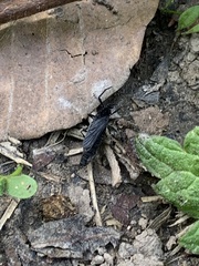 Penthetria funebris