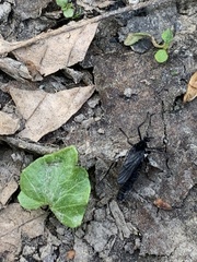 Penthetria funebris