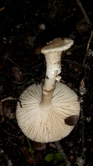 Amanita australis