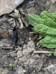 Penthetria funebris