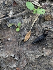 Penthetria funebris