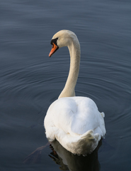 Cygnus olor