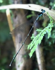 Risiocnemis