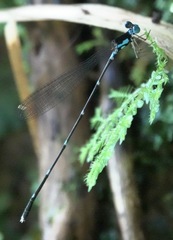 Risiocnemis