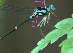 Risiocnemis