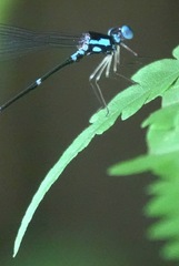 Risiocnemis