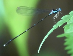 Risiocnemis