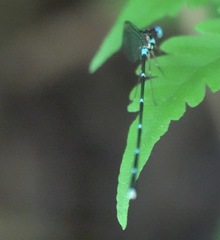 Risiocnemis