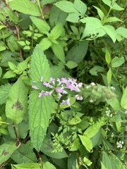 Stachys affinis
