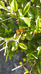 Magnoliopsida