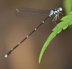 Risiocnemis