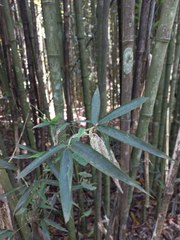 Phyllostachys makinoi