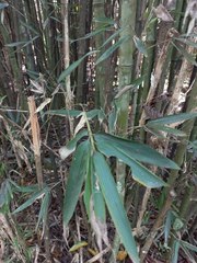Phyllostachys makinoi