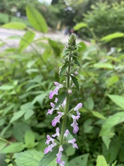 Stachys affinis