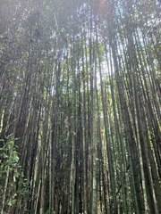 Phyllostachys makinoi