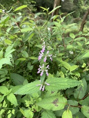 Stachys affinis