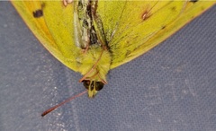 Colias electo electo