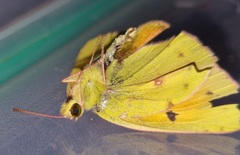 Colias electo electo