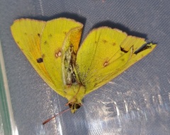 Colias electo electo