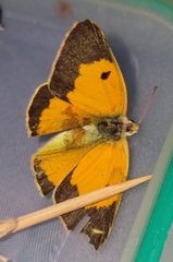 Colias electo electo