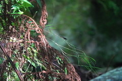 Cyrano unicolor