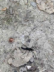 Penthetria funebris