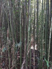 Phyllostachys makinoi