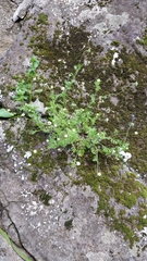 Cotula australis image