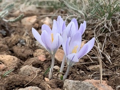 Crocus biflorus