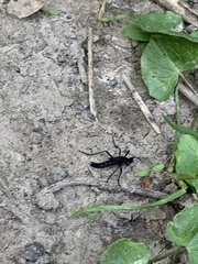 Penthetria funebris
