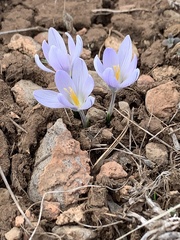 Crocus biflorus