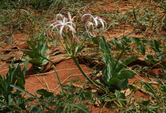 Crinum buphanoides